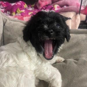 Meet your Posher, Tedno